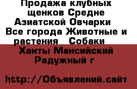 Продажа клубных щенков Средне Азиатской Овчарки - Все города Животные и растения » Собаки   . Ханты-Мансийский,Радужный г.